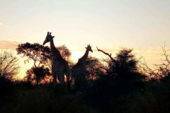 Sun-set-game-drive-at-Kruger-National-Park