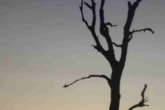 Sunset-at-Kruder-Park-vultures